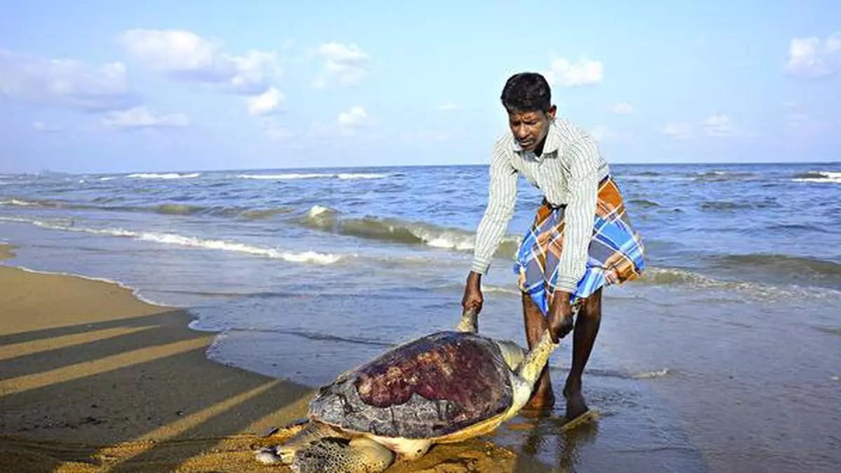 US NOAA trains Indian fishery stakeholders on turtle excluder device