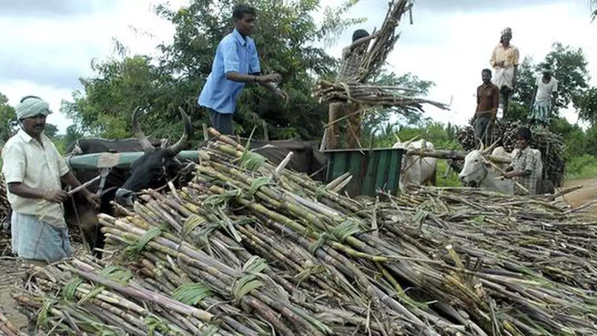 Private sugar mills surpass co-operatives in Maharashtra’s sugar industry landscape